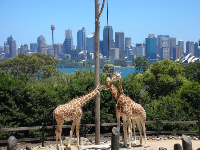 Зоопарк Таронга, Австралия
