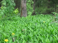 /photos/37491.jpg?w=640&h=480
